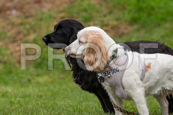 1456_SpringersFunDay2019_craigshawphoto