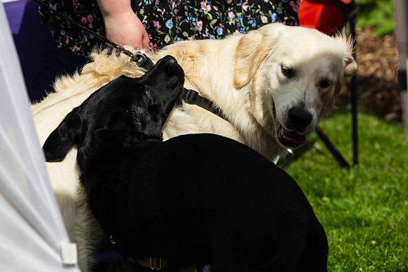 305__HebdensHappyHounds2022_May2022_cshaw
