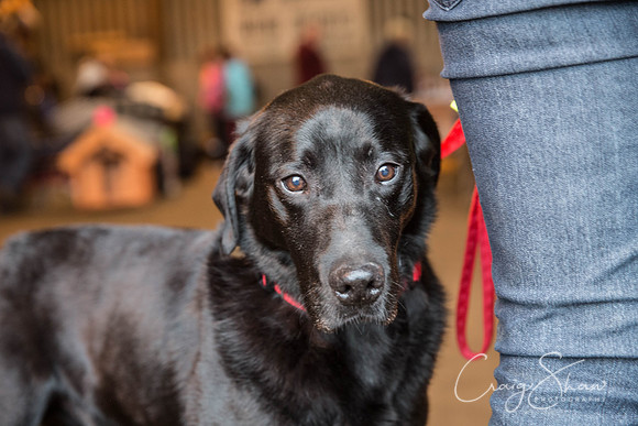 984_springfling2015_bluplanetphoto