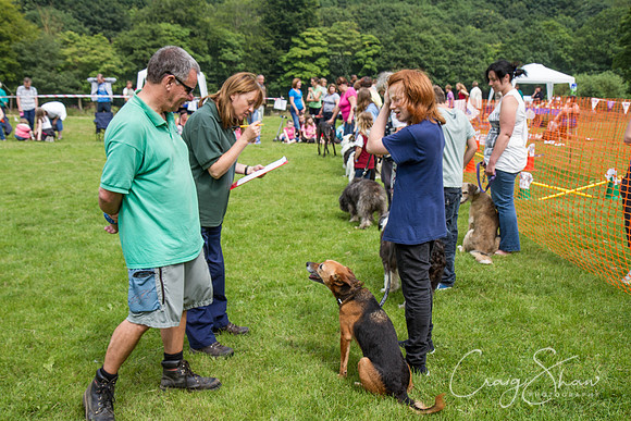 RSPCA Dog Day Afternoon
