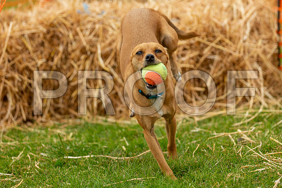 2789_SpringersFunDay2019_craigshawphoto