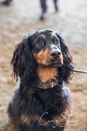 1029_springfling2015_bluplanetphoto