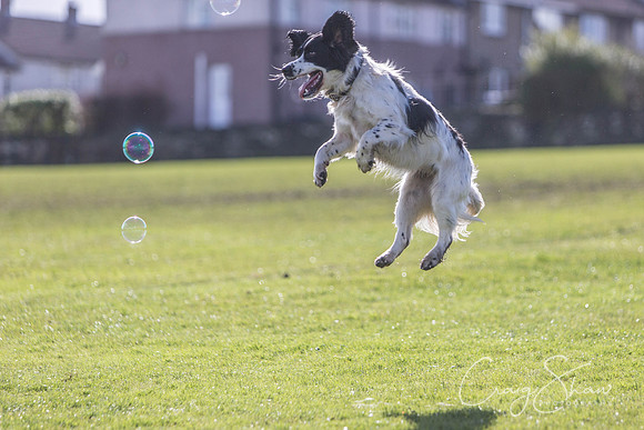 1516__SpringersFunDay_March2014_bluplanetphoto