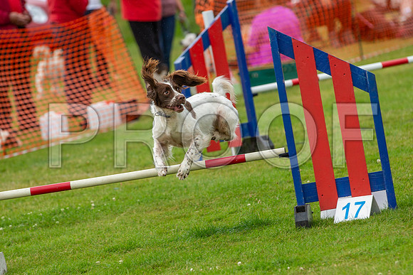 1072_SpringersFunDay2019_craigshawphoto