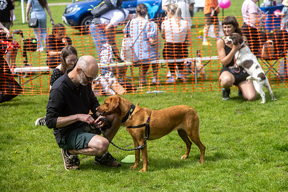 1917_HebdensHappyHounds2024_Cshaw-