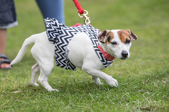 253_BarkintheParkHuddersfield_2014_bluplanetphoto