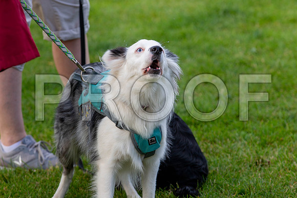 0062_SpringersFunDay2019_craigshawphoto