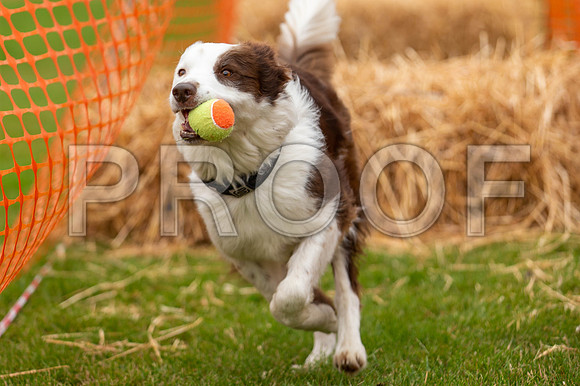 2930_SpringersFunDay2019_craigshawphoto