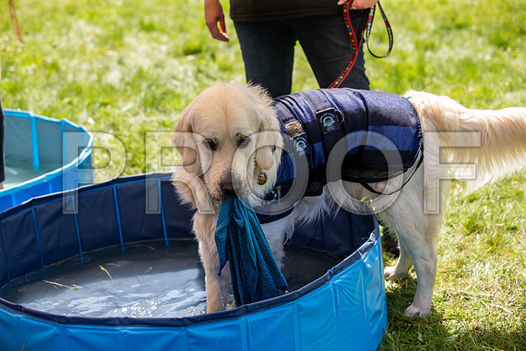 2726__PAWSFundogShow_July2022_cshaw