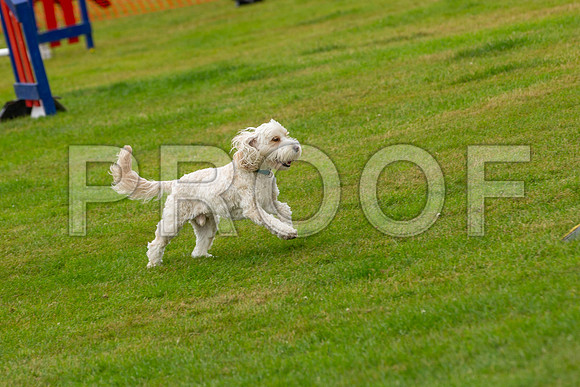 1038_SpringersFunDay2019_craigshawphoto
