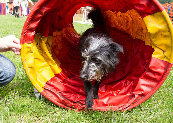 RSPCA Dog Day Afternoon