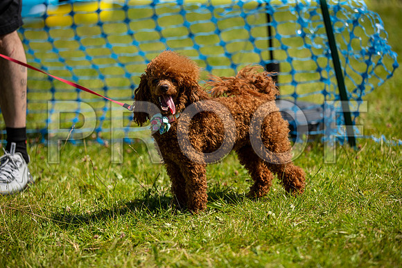 2814__PAWSFundogShow_July2022_cshaw