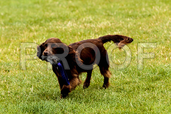 3063_SpringersFunDay2019_craigshawphoto