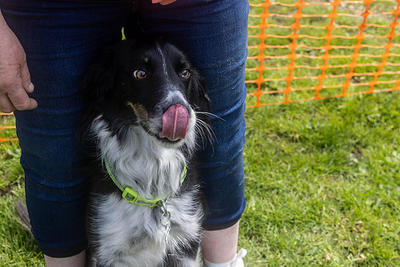 1884_HebdensHappyHounds2024_Cshaw-