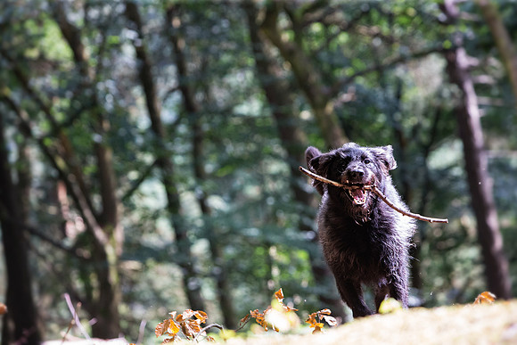 Dog Portraiture