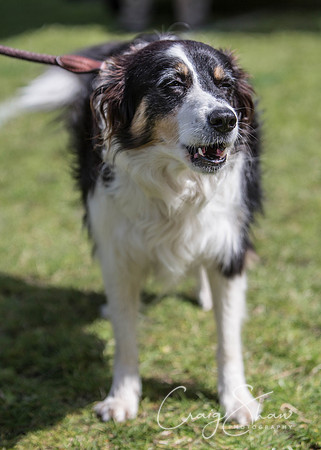 359_HebdenHappyHounds_2014_bluplanetphoto