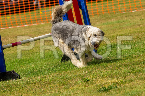 1170_SpringersFunDay2019_craigshawphoto