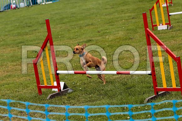 2638_SpringersFunDay2019_craigshawphoto