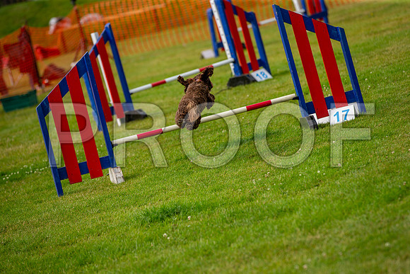 0729_SpringersFunDay2019_craigshawphoto