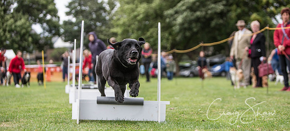 1766_BarkintheParkHuddersfield_2014_bluplanetphoto