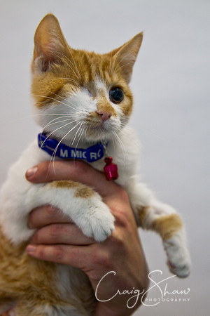 Vets4Pets RSPCA Fundraiser