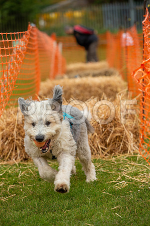 2204_SpringersFunDay2019_craigshawphoto
