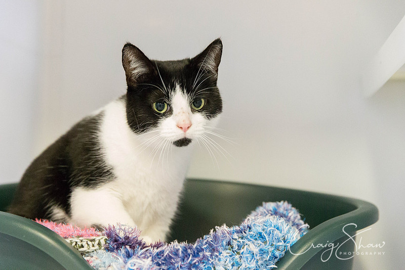 832_RSPCA_Christmas_Dec2013_bluplanetphoto
