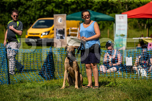 2799__PAWSFundogShow_July2022_cshaw
