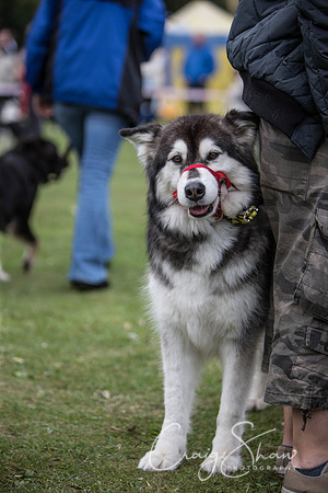 137_BarkintheParkHuddersfield_2014_bluplanetphoto