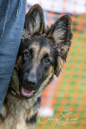 393_K9Partyinthepark2014_RSPCAHalifax_bluplanetphoto