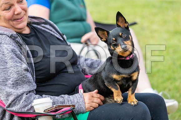 1003_SpringersFunDay2019_craigshawphoto