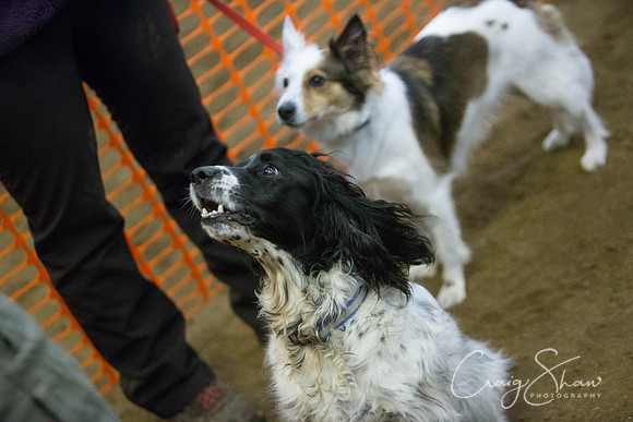 604_springfling2015_bluplanetphoto