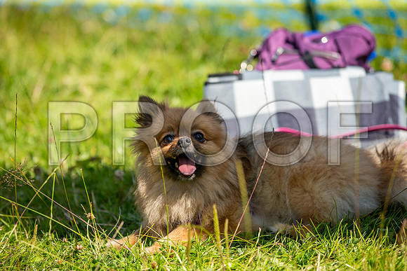 2782__PAWSFundogShow_July2022_cshaw