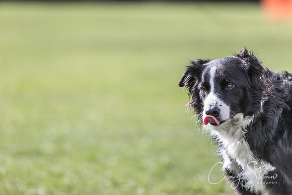 1236__SpringersFunDay_March2014_bluplanetphoto