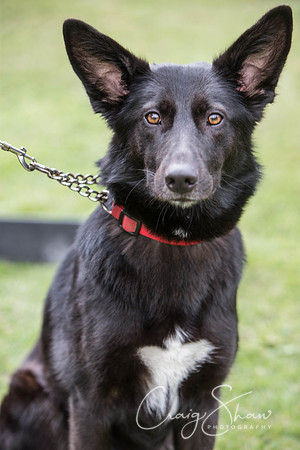 1046_BarkintheParkHuddersfield_2014_bluplanetphoto