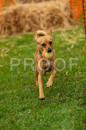2769_SpringersFunDay2019_craigshawphoto
