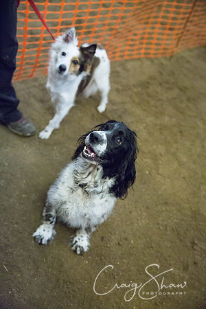 592_springfling2015_bluplanetphoto