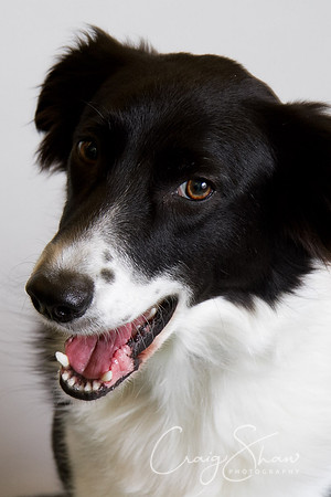 Vets4Pets RSPCA Fundraiser