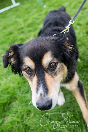 1934_Woofstock2016_craigshaw