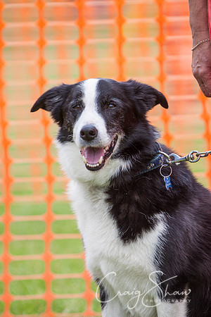 RSPCA Dog Day Afternoon