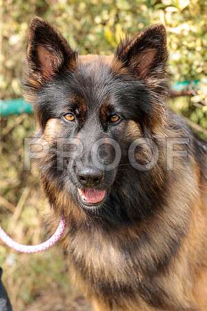 3122_SpringersFunDay2019_craigshawphoto