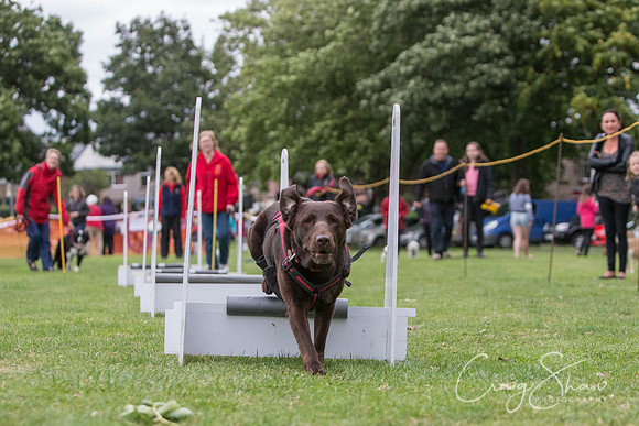 1711_BarkintheParkHuddersfield_2014_bluplanetphoto
