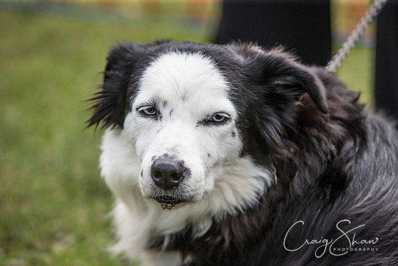 125_HebdenHappyHounds_2014_bluplanetphoto
