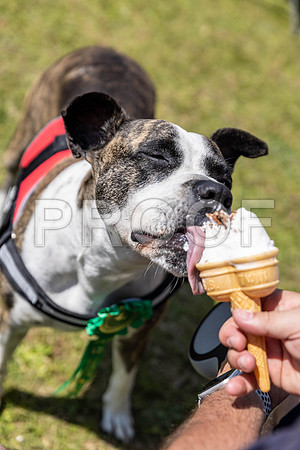 2193__PAWSFundogShow_July2022_cshaw