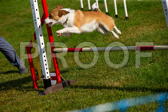 0182_SpringersFunDay2019_craigshawphoto
