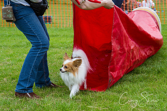 RSPCA Dog Day Afternoon
