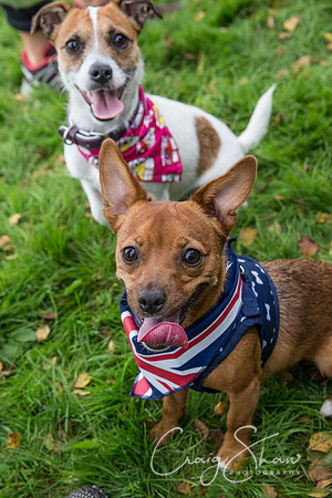 534_Woofstock2016_craigshaw