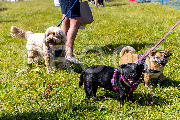 88__PAWSFundogShow_July2022_cshaw