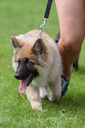 RSPCA Dog Day Afternoon
