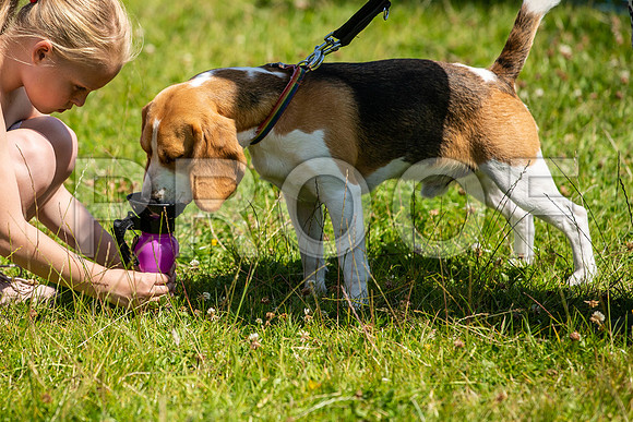 2272__PAWSFundogShow_July2022_cshaw